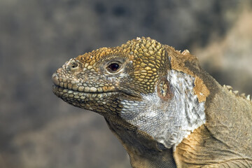 Santa Fé Land Iguana, Pale Iguana,  Santa Fe Island, Galápagos Islands, UNESCO World Heritage Site, Ecuador