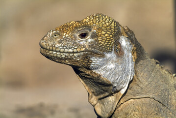 Santa Fe Land Iguana, Pale Iguana,  Galapagos Islands, Ecuador