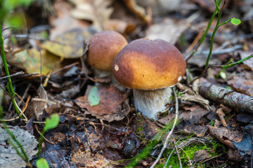 Beautiful boletus edulis mushroom banner in wild forest. White mushroom in autumn day