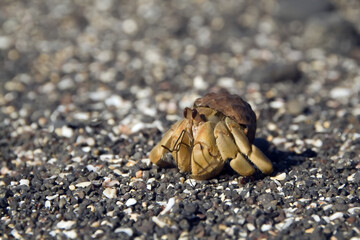 Galapagos Hermit crab, Galapagos Islands, Ecuador.