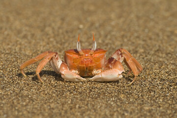 Ghost Crab, Galapagos Islands, Ecuador