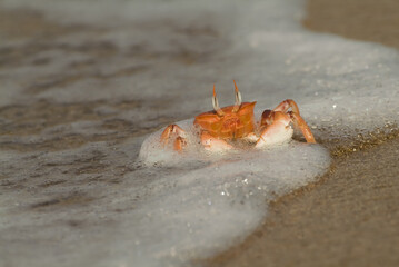 Ghost Crab, Bartolome Island, Galapagos Islands, UNESCO World Heritage Site, Ecuador