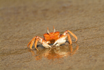 Ghost Crab, Galapagos Islands, Ecuador