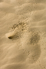 Ghost Crab hole, San Cristobal Island, Galapagos Islands, UNESCO World Heritage Site, Ecuador