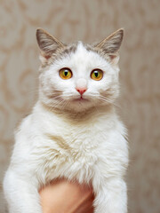 Woman holding a young cat with big eyes