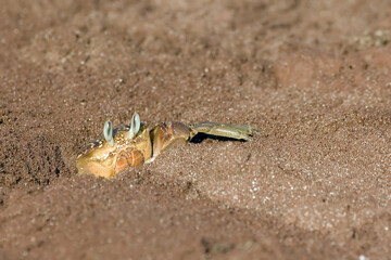 Ghost Crab, Galapagos Islands, Ecuador.
