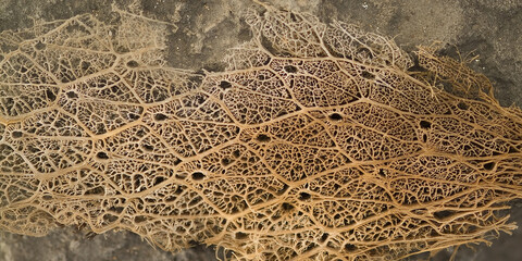 Fallen Giant Prickly Pear Cactus, Pattern, fibrous honeycomb material, Santa Fé Island, Galápagos...