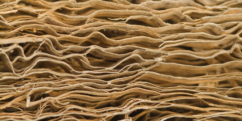 Obraz premium Fallen Giant Prickly Pear Cactus, Santa Fe Island, Galápagos Islands, UNESCO World Heritage Site, Ecuador