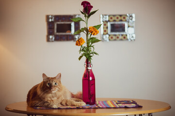 gato amarillo