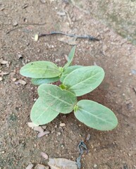plant in the ground