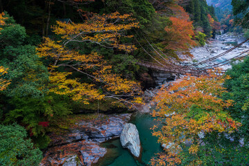 祖谷のかずら橋の紅葉風景
