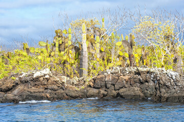 Palo Santo (Bursera graveolens), Candelabra Cactus (Jasminocereus thouarsii) and Giant Prickly Pear cactus (Opuntia), Santa Cruz Island, Galapagos, Ecuador, Unesco World Heritage Site