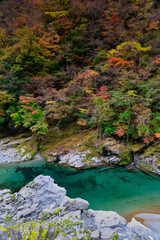 徳島県三好市祖谷の紅葉風景