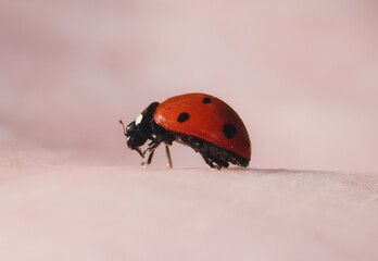 Macro detail portrait of colorful spotted ladybug on top of a hand. details insects.