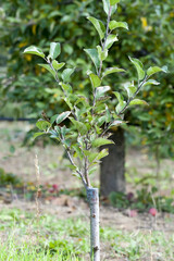first twigs on a grafted apple tree
