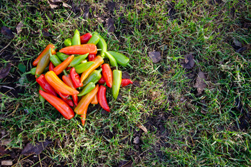 Autumn harvest of red green hot peppers