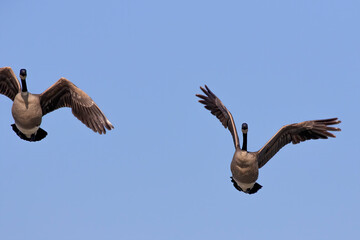 Canadian geese in flight