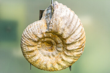 Specimen of Gravesia gigas ammonite.