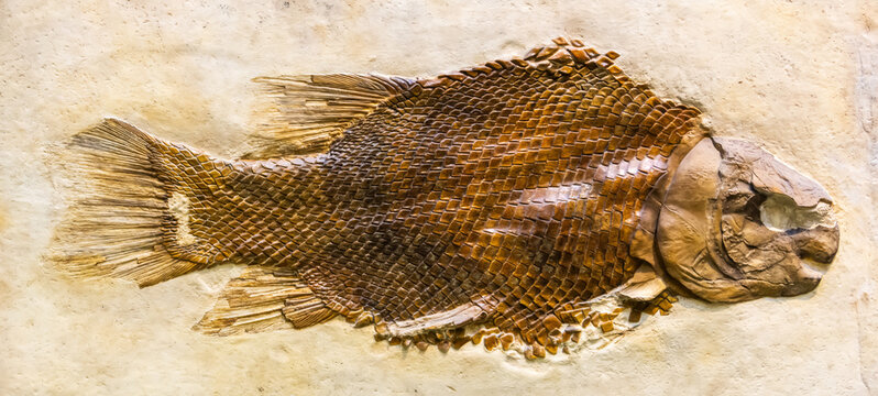 Fossil of Lepidotes maximus fish.