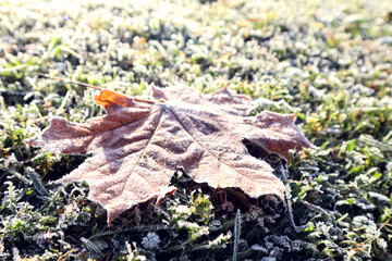Maple leaf covered with frost, early autumn morning-the concept of the onset of winter cold