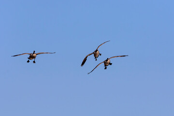 Canadian geese in flight