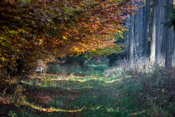 A forgotten autumnal path into the depths of the wilderness. Low branches are making a tunnel over a narrow road. Selective focus on the foliage, blurred background.