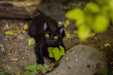 gato negro