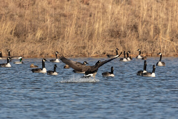 Flock og Canadian geese on the lake