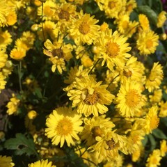 yellow chrysanthemum flowers