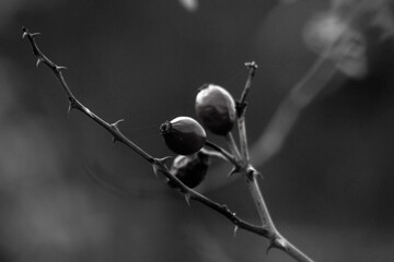 fruit © Anya Photography
