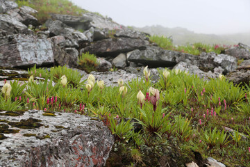 Flowers of Himalaya Brahma Kamal in Himalaya India. Brahma Kamal, named after Brahma, the God of...