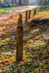 Waldweg im Herbst 