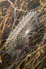 Tela de araña