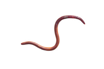 Isolated close up a single worm or earthworm is an earth animal  that prefers humid weather in rain season crawling shape on a white background with clipping path.