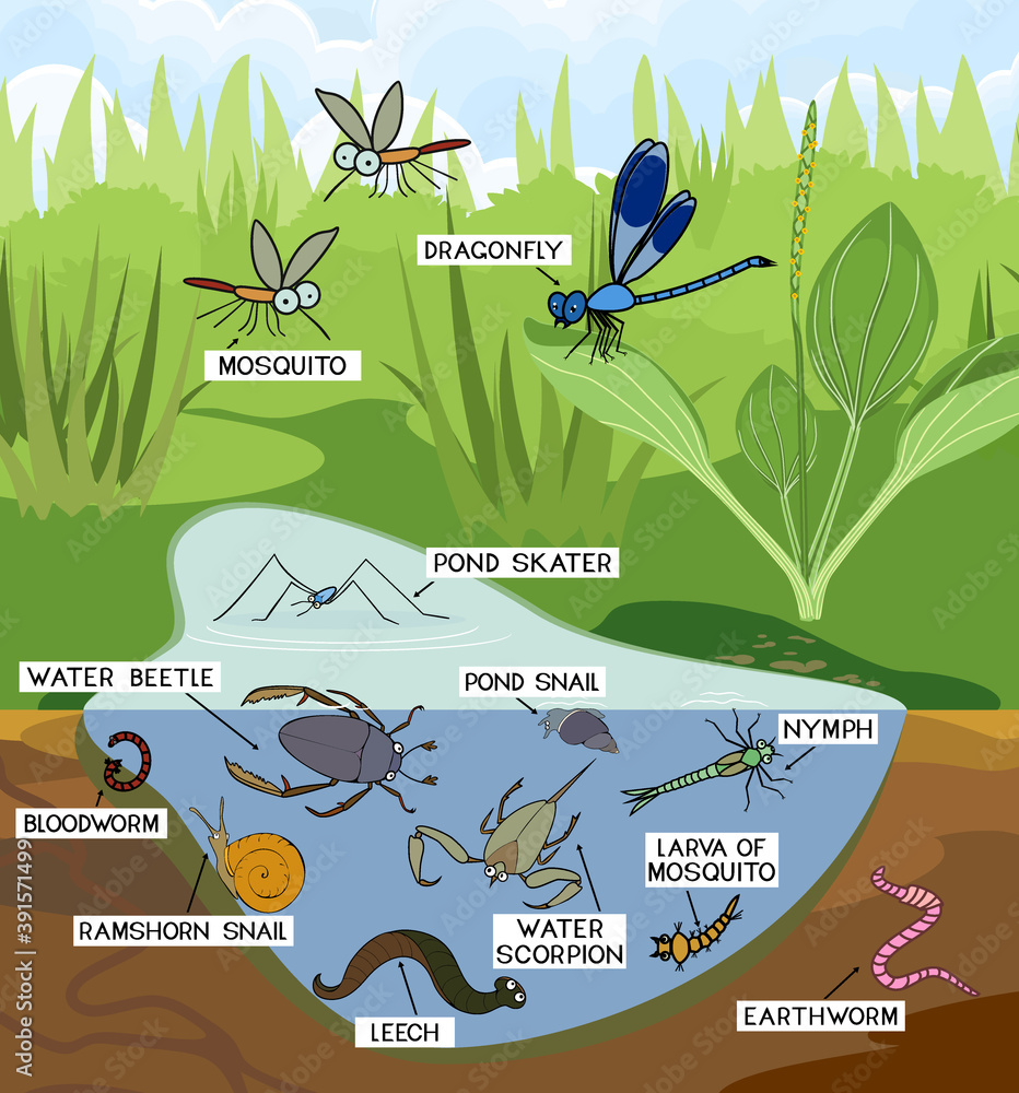 Wall mural ecosystem of pond. insects and other invertebrates animals in their natural habitat. schema of pond  - Wall murals