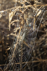 Tela de araña con rocio del amanecer en el campo
