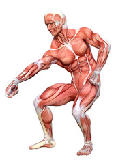 3D Rendering Male Anatomy Figure on White