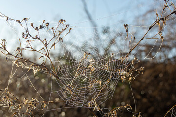 Tela de araña en el campo