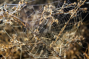 Tela de araña con rocio del amanecer