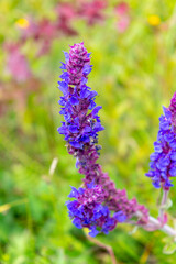 Sage flowers herb (Salvia nemorosa). Field with wild flowers of medicinal sage