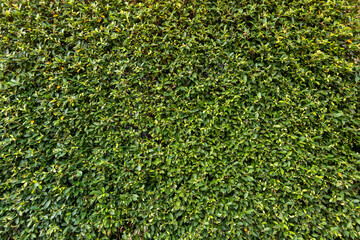 Green leaf square frame. Green leaves background or the natural walls texture.
