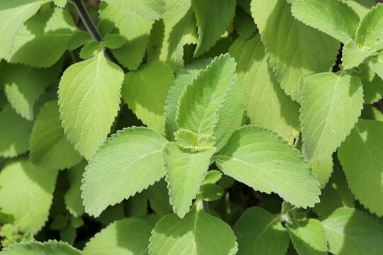 Boldo is a medicinal plant widely used as a home remedy.