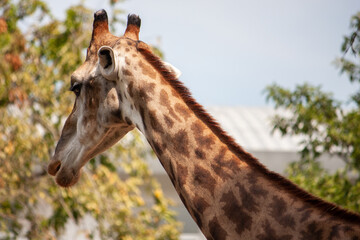Giraffes are looking for food in the meadow