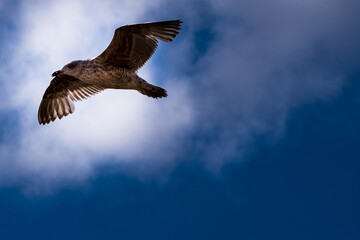 bird in flight