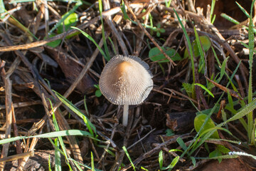 Seta al píe del árbol