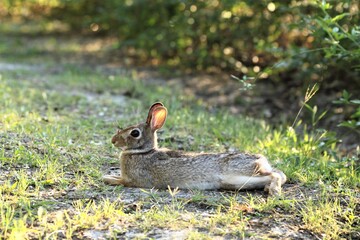 An Eastern Cottontail lying on the grass, Texas, USA. Close up photo of a small brown, white-colored wild rabbit in a grassy plain in Texas during sunset.
