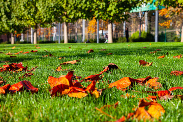 Fallen leaves on the ground.