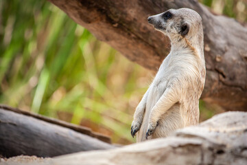 Meerkats stand on the barren sand and looked to the side