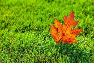 Bright orange autumn leaf on a green lawn.