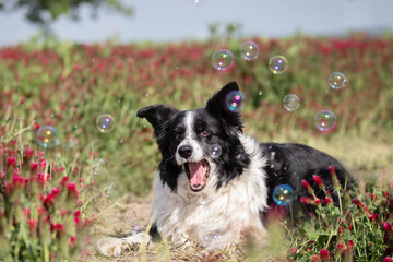 Fototapeta premium border collie dog